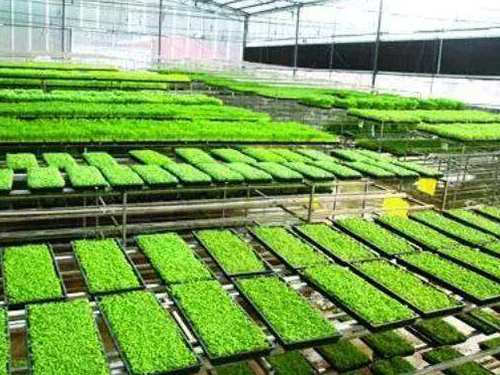 水稻育秧設(shè)備有幾種用法？